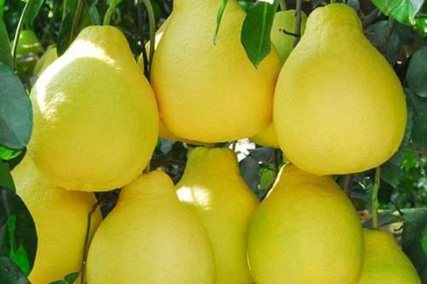 柚子种植管理方案,不同季节的管理要点不同