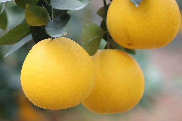 柚子种植管理方案,不同季节的管理要点不同