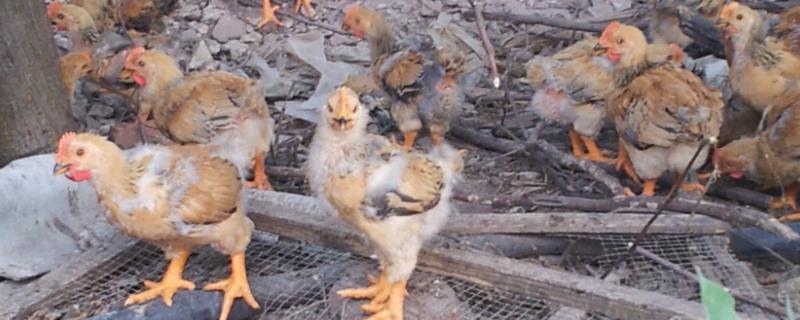 养殖小鸡的方法