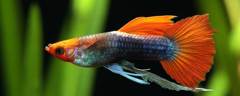 孔雀鱼能长到什么程度