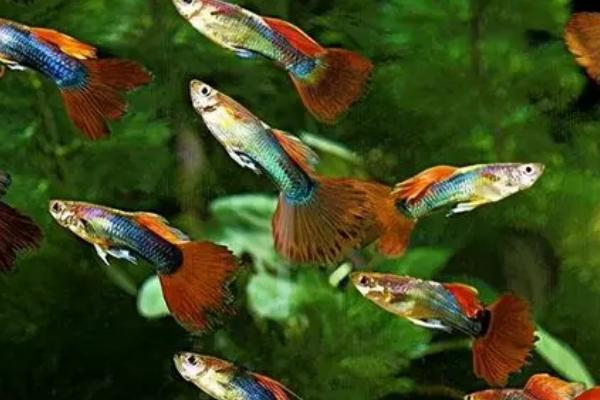 孔雀鱼能长到什么程度,体长一般可达到3-6厘米左右