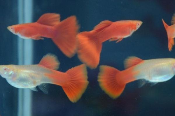 孔雀鱼能长到什么程度,体长一般可达到3-6厘米左右