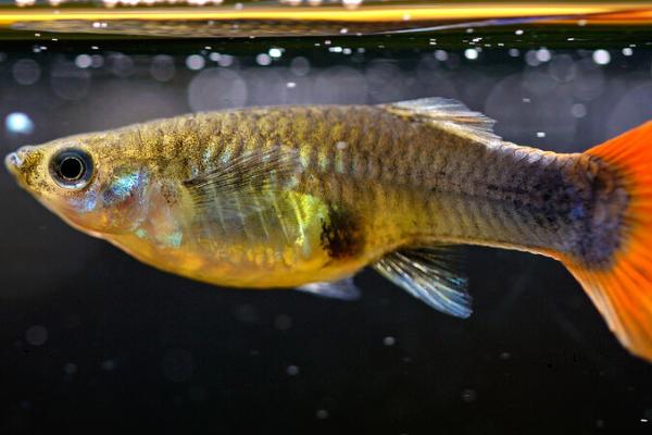 孔雀鱼能长到什么程度,体长一般可达到3-6厘米左右