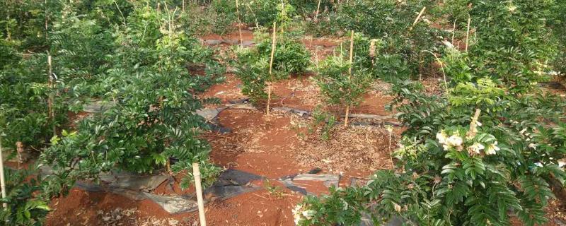 牛大力的种植方法