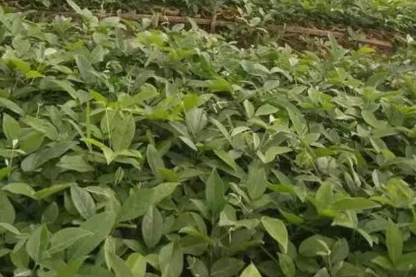 牛大力的种植方法,通常采用的种子繁殖方式