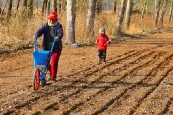 春耕如何用种,要做到良种良法配