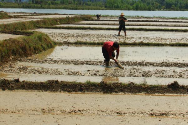 春耕如何用种,要做到良种良法配
