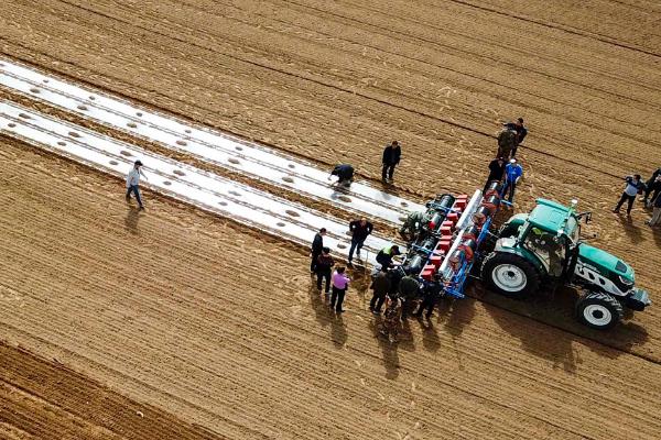 春耕如何用种,要做到良种良法配