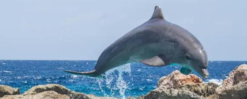 海豚是两栖动物吗