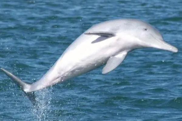 海豚是两栖动物吗,不是两栖动物而是哺乳动物