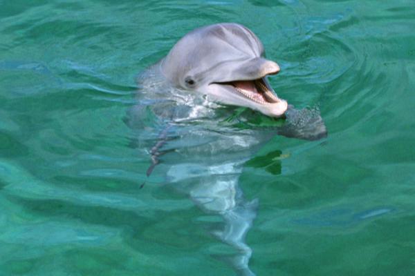 海豚是两栖动物吗,不是两栖动物而是哺乳动物