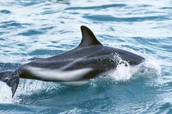 海豚是两栖动物吗,不是两栖动物而是哺乳动物