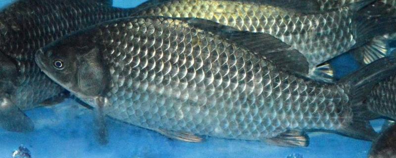 鲫鱼苗一年能长到什么程度