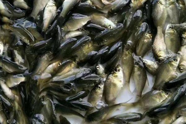 鲫鱼苗一年能长到什么程度，人工养殖一年可长到150-200克左右