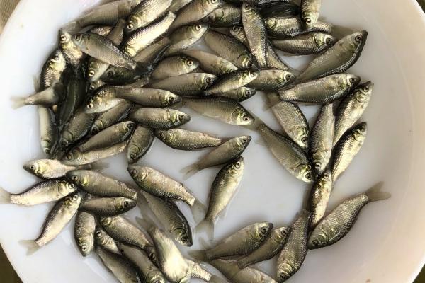 鲫鱼苗一年能长到什么程度，人工养殖一年可长到150-200克左右