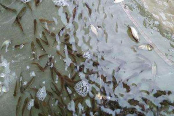 鲫鱼苗一年能长到什么程度，人工养殖一年可长到150-200克左右