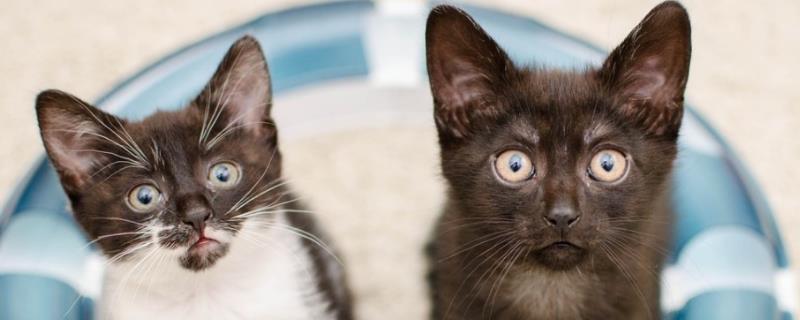 猫咪第三眼睑轻微外露的原因