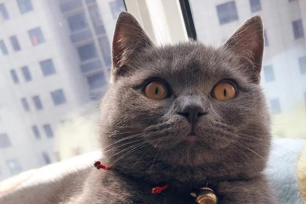 猫咪第三眼睑轻微外露的原因,可能因眼睛受到刺激造成