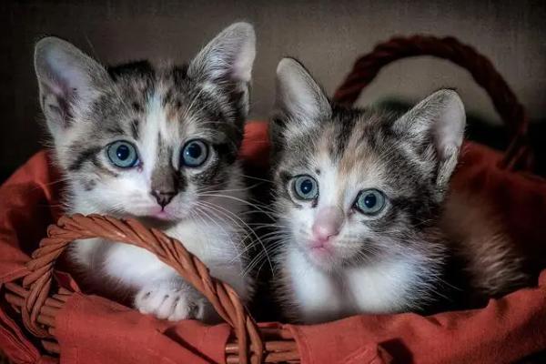 猫咪第三眼睑轻微外露的原因,可能因眼睛受到刺激造成