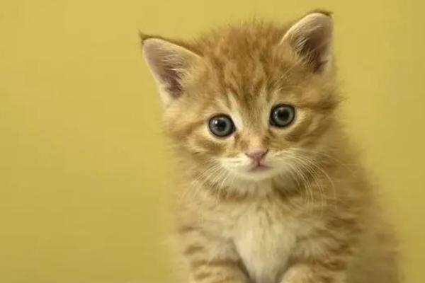 猫咪第三眼睑轻微外露的原因,可能因眼睛受到刺激造成