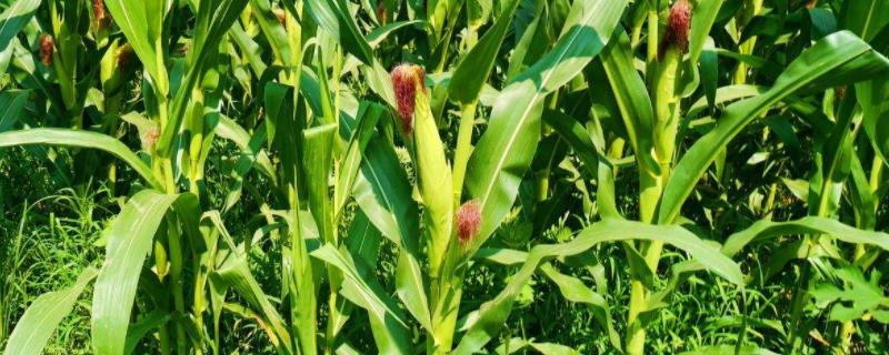 先达511玉米种简介