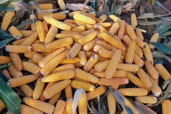 先达511玉米种简介,中抗茎腐病