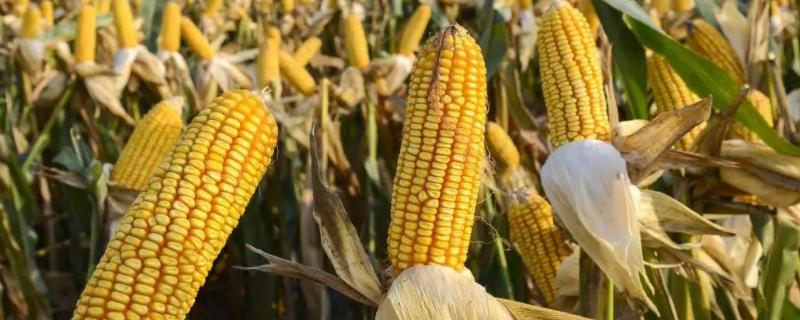 G1938玉米种子简介