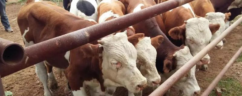 牛犊拉灰色稀便怎么治疗