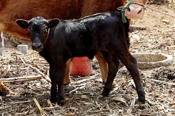 牛犊拉灰色稀便怎么治疗,一般是抗菌、补液、调节胃肠肌能等