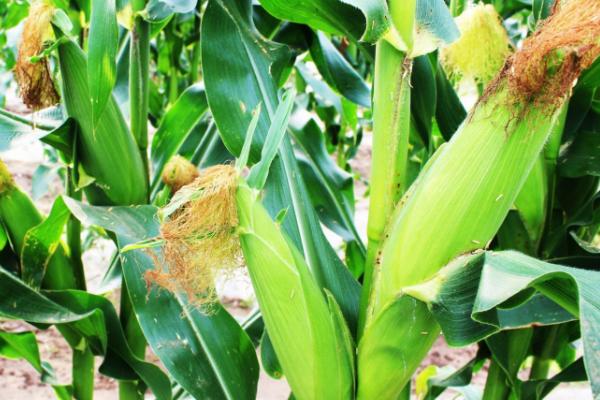 GD002玉米种子特征特性,密度4500株/亩左右