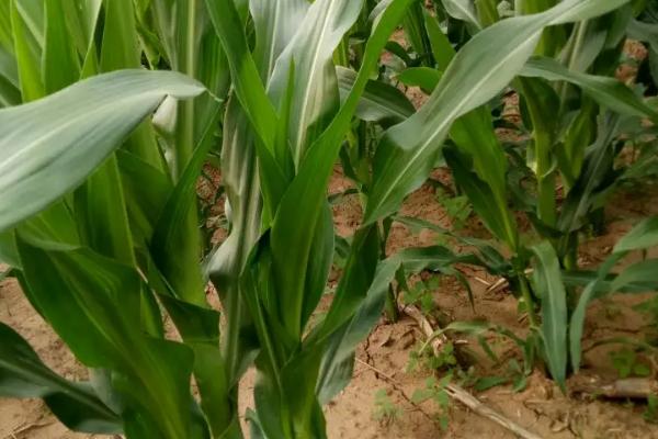 蠡玉209玉米种子简介,4月下旬至5月上旬播种