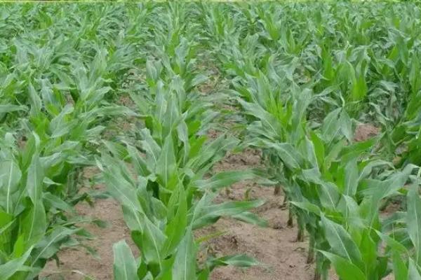 WY588玉米种子特点,密度5000-6000株/亩