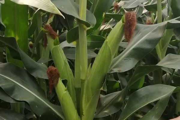 WY588玉米种子特点,密度5000-6000株/亩