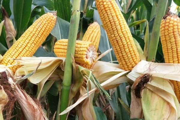 双色甜1606玉米种子特征特性,密度3000株/亩左右