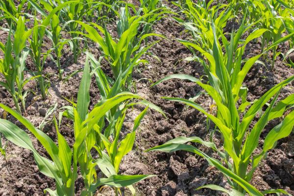 粤五彩甜糯玉米种子特点,中抗纹枯病