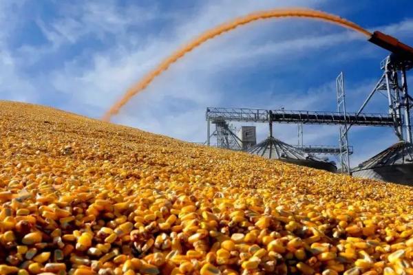 申科糯191玉米种子特征特性,密度3500株/亩左右