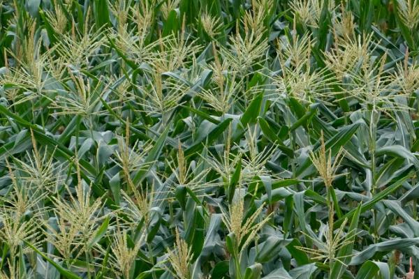 申科糯191玉米种子特征特性,密度3500株/亩左右