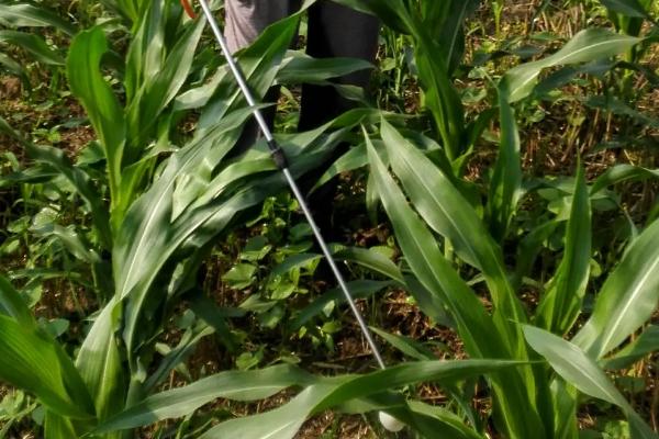 密甜糯1号玉米种子特征特性,适宜播种期2月下旬至4月中旬