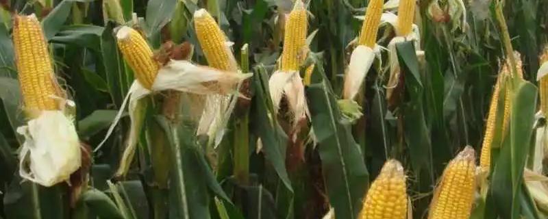 京科糯337玉米种子特征特性