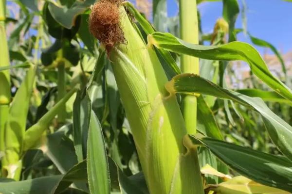 京科糯337玉米种子特征特性,密度3000-3500株/亩