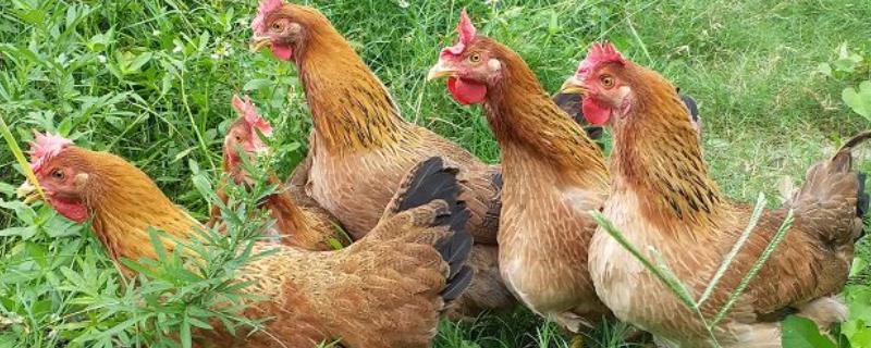 中山沙栏鸡简介