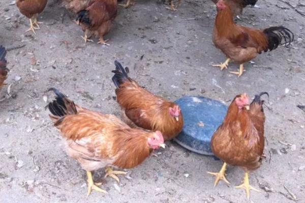 中山沙栏鸡简介,属于中、小型肉用鸡种