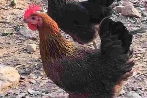 中山沙栏鸡简介,属于中、小型肉用鸡种