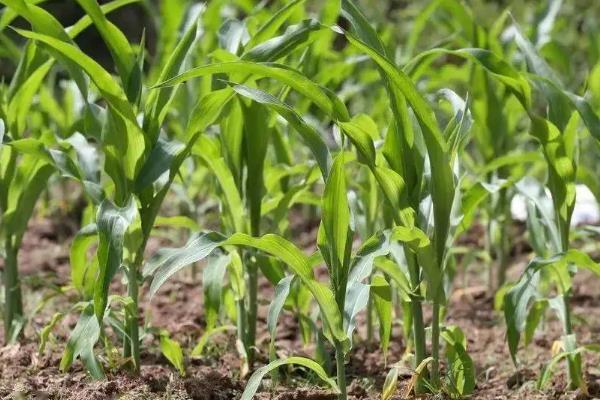 沪甜12玉米种子介绍,适宜播种期