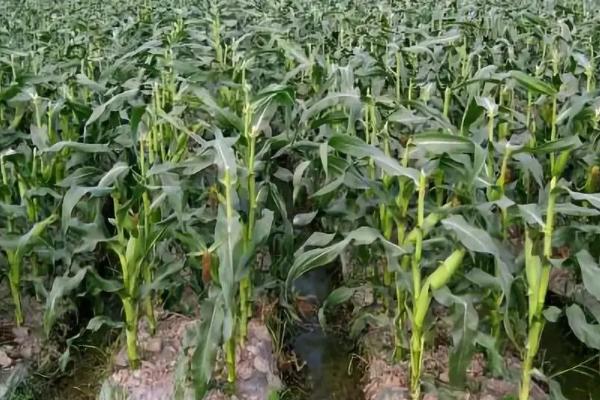 沪甜12玉米种子介绍,适宜播种期