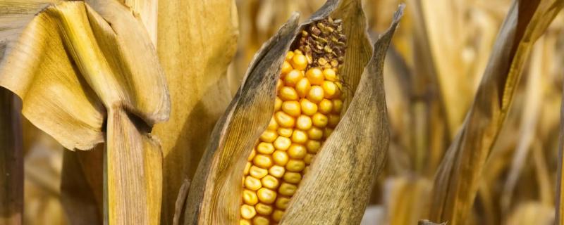 斯达糯54玉米品种简介