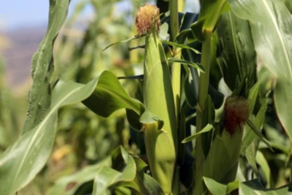 双甜728玉米种子简介,密度3000株/亩左右