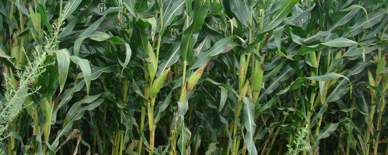 佳球11玉米品种的特性