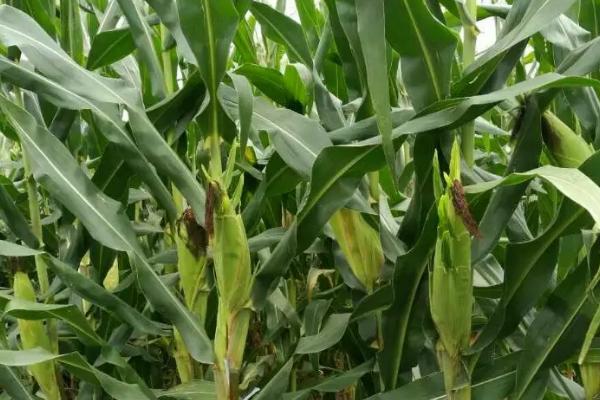 曲辰54号玉米种子特点,中抗南方锈病