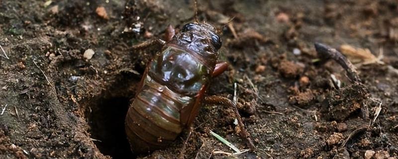 知了猴养殖用什么树